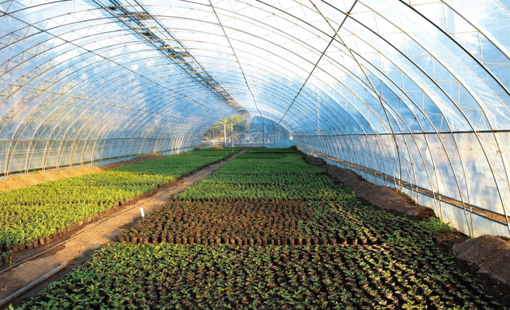 How To Choose The Best Plastic Film For Your Greenhouse? How To Choose The Best Plastic Film For Your Greenhouse?
