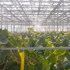 Suitable for high value-added crops Suitable for high value-added crops